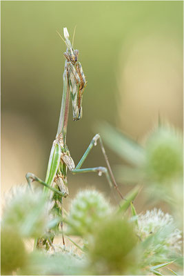 Hauben-Fangschrecke (Empusa pennata), Weibchen, Frankreich, Drôme