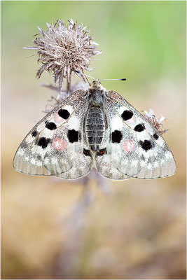 Roter Apollo (Parnassius apollo linnei), Schweden, Gotland