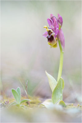 Ophrys tenthredinifera