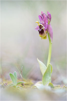 Ophrys tenthredinifera
