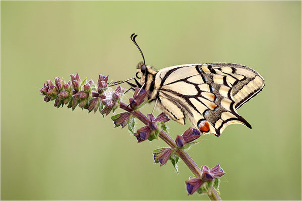 Schwalbenschwanz (Papilio machaon), Deutschland, Baden-Württemberg