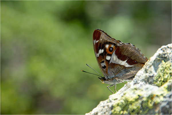 Großer Schillerfalter (Apatura iris), Männchen, Österreich, Tirol