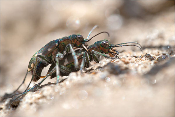 Berg-Sandlaufkäfer (Cicindela silvicola), Paarung, Schweiz, Kanton Wallis