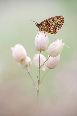 Wachtelweizen-Scheckenfalter (Melitaea athalia), Italien, Region Piemont, 1600m