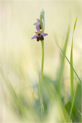 Hummel-Ragwurz (Ophrys fuciflora), Südlicher Oberrhein, Baden-Württemberg