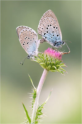 Thymian-Ameisenbläuling (Phengaris arion), Paarung, Italien, Region Aostatal, 1800m