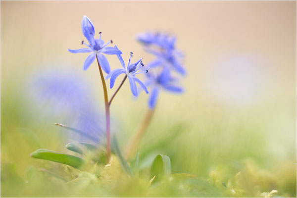 Zweiblättriger Blaustern (Scilla bifolia), Deutschland, Baden-Württemberg