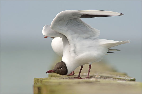 Lachmöwe (Chroicocephalus ridibundus), Deutschland, Mecklenburg-Vorpommern, Darß