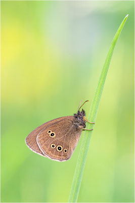 Brauner Waldvogel (Aphantopus hyperantus), Etelä-Pohjanmaa