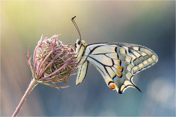 Schwalbenschwanz (Papilio machaon), Frankreich, Dep. Ardéche
