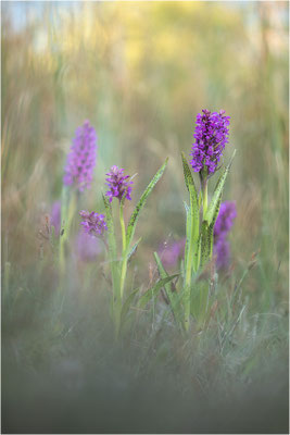 Dactylorhiza incarnata cruenta (?)