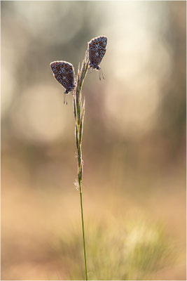 Himmelblauer Bläuling (Polyommatus bellargus), Männchen, Deutschland, Baden-Württemberg