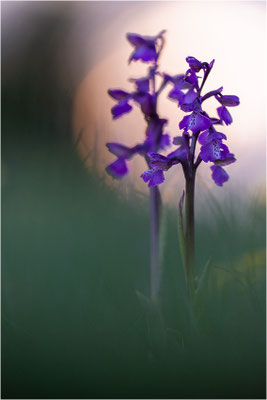 Kleine Hundswurz (Anacamptis morio morio), Dep. Aveyron, Frankreich