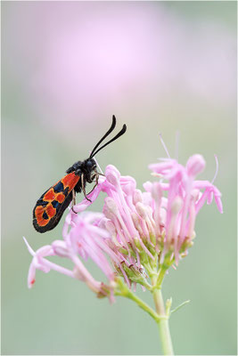 Zygaena hilaris, Frankreich, Savoye