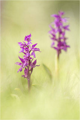 Manns-Knabenkraut (Orchis mascula), Frankreich, Drôme