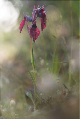 Herzförmiger Zungenstendel (Serapias cordigera), Korsika