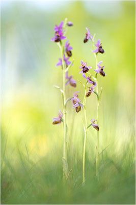 Ophrys aveyronensis
