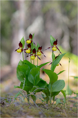 Gelber Frauenschuh (Cypripedium calceolus), Schweden, Jämtlands län