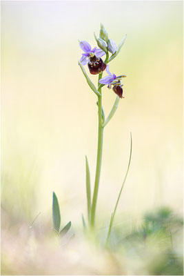 Ophrys fuciflora