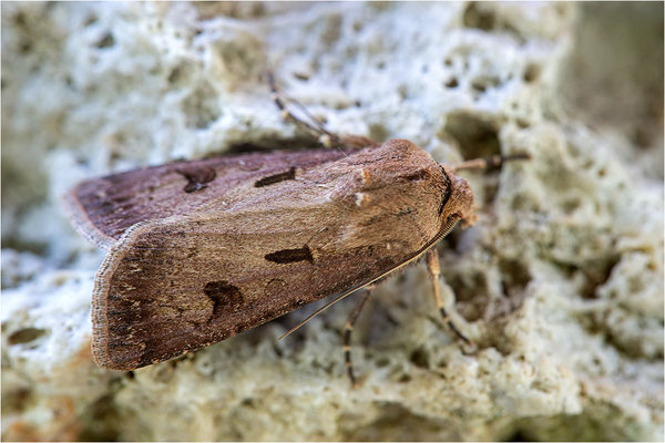 Ausrufungszeichen (Agriotis exclamationis), Deutschland, Baden-Württemberg