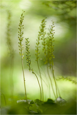 Großes Zweiblatt (Listera ovata), Wallis, Schweiz