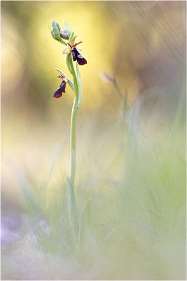 Ophrys x royanensis (=drumana x insectifera), Frankreich, Dep. Drôme