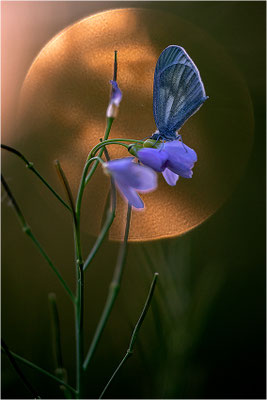 Tintenfleck-Weißling (Leptidea sinapis bzw. juvernica), Deutschland, Baden-Württemberg