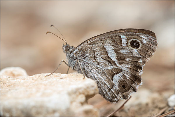 Hipparchia fidia, Frankreich Dep. Var
