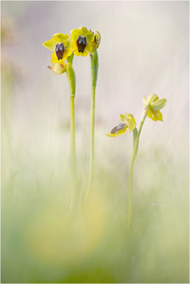 Ophrys corsica