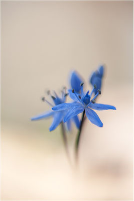 Zweiblättriger Blaustern (Scilla bifolia), Deutschland, Baden-Württemberg