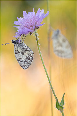 Schachbrettfalter (Melanargia galathea), Männchen, Deutschland, Baden-Württemberg