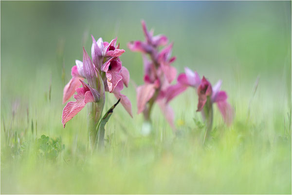 Verkannter Zungenstendel (Serapias neglecta), Frankreich, Var