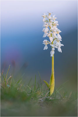 Stattliches Knabenkraut (Orchis mascula), Frankreich, Aveyron