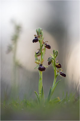 Ophrys passionis, Bouches-du-Rhône