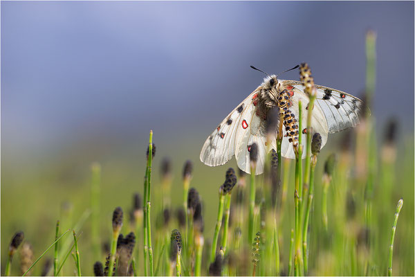 Hochalpen-Apollo (Parnassius sacerdos), Männchen, Italien, Region Aostatal, 2.700m
