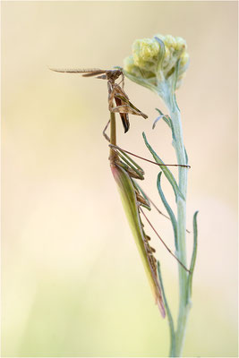 Hauben-Fangschrecke (Empusa pennata), Männchen, Frankreich, Drôme