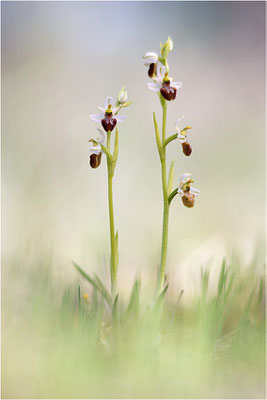 Ophrys splendida, Var