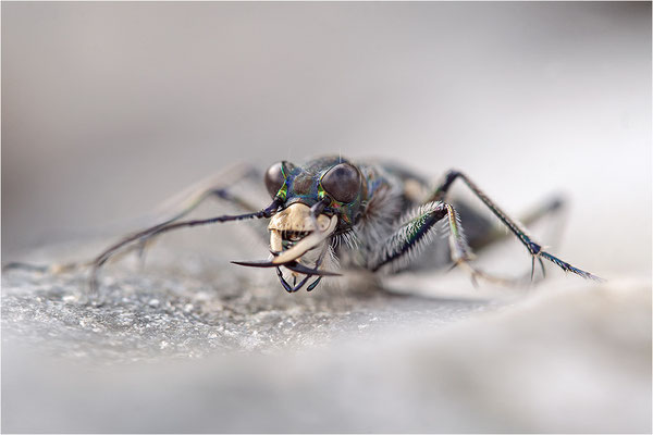 Dünen-Sandlaufkäfer (Cicindela transversalis pseudoriparia), Frankreich, Dep. Savoie