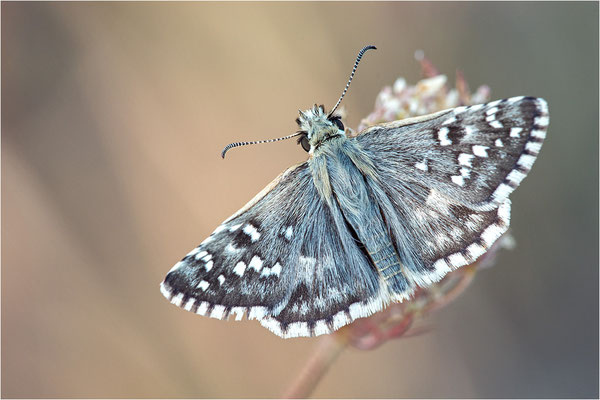 Spätsommer Würfel-Dickkopffalter (Pyrgus cirsii), Frankreich, Ardèche