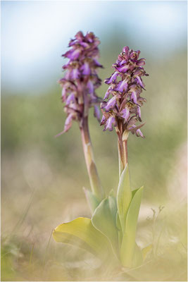 Riesen-Knabenkraut (Himantoglossum robertianum), Provence, Frankreich