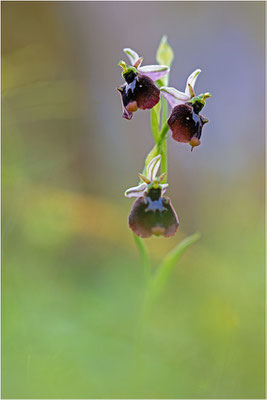 Chesterman´s Ragwurz (Ophrys chestermanii)
