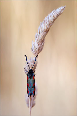 Sechsfleck-Widderchen (Zygaena filipendulae), Deutschland, Baden-Württemberg