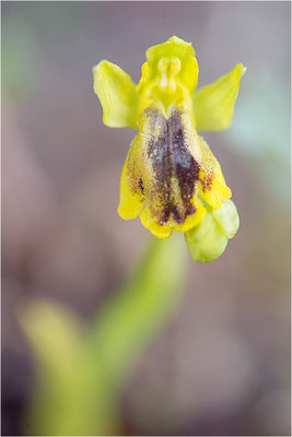 Ophrys lutea