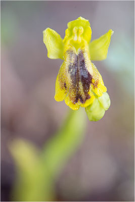 Ophrys lutea
