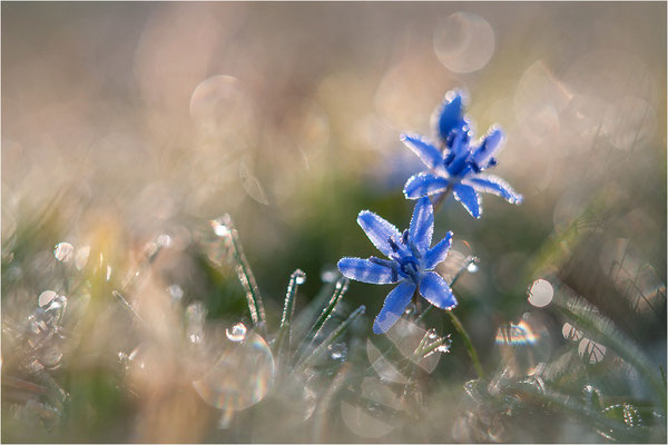 Zweiblättriger Blaustern (Scilla bifolia), Deutschland, Baden-Württemberg