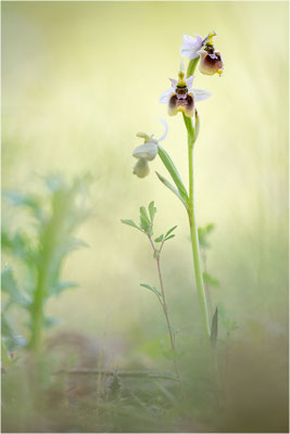 Ophrys neglecta