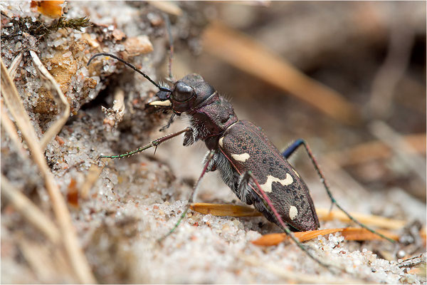 Heide-Sandlaufkäfer (Cicindela sylvatica), Schweden, Farö