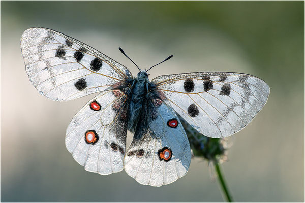 Roter Apollo (Parnassius apollo vercoricus), Frankreich, Dep. Isere
