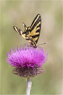 Südlicher Schwalbenschwanz (Papilio alexanor destelensis), Männchen, Frankreich, Var