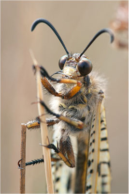 Libellenähnliche Ameisenjungfer (Palpares libelluloides), Frankreich, Ardèche